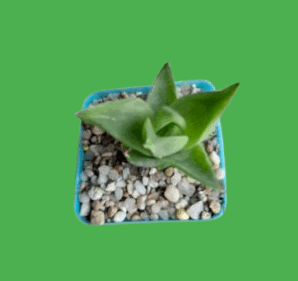 Haworthia cymbiformis fa. planifolia, діаметр горщика 5 см. 60 грн