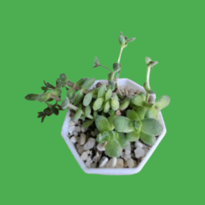 Crassula velutina
