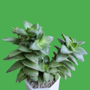 Crassula Spring Time, 1 пагін