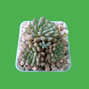Echeveria Amoena, 3 шт.