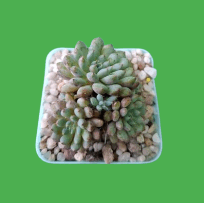 Echeveria Amoena, 3 шт.