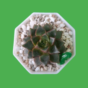 Echeveria purpusorum Red