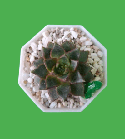 Echeveria purpusorum Red