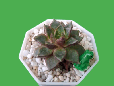 Echeveria purpusorum Red - Зображення 2