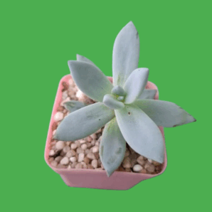 Pachyveria Exotica