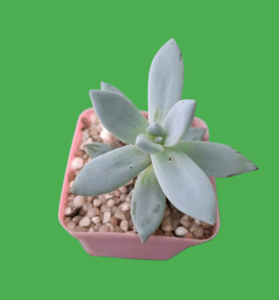 Pachyveria Exotica
