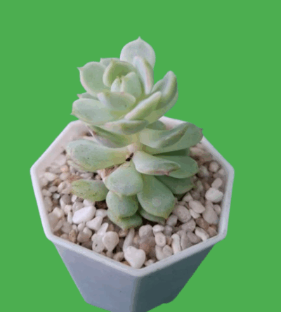 Echeveria derenbergii - Зображення 2