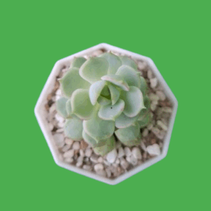 Echeveria derenbergii