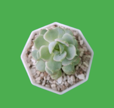 Echeveria derenbergii