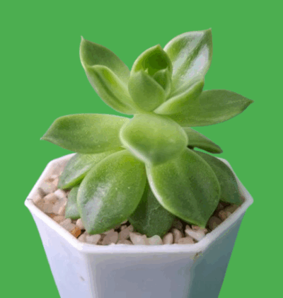 Echeveria agavoides Ladies Choice - Зображення 2