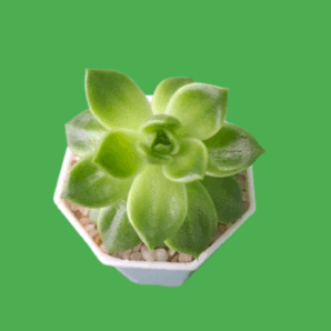 Echeveria agavoides Ladies Choice