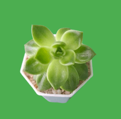 Echeveria agavoides Ladies Choice