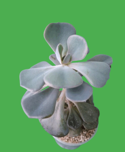 Echeveria Dusty rose - Зображення 2