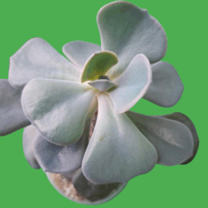 Echeveria Dusty rose