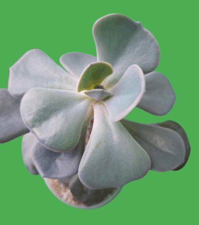 Echeveria Dusty rose