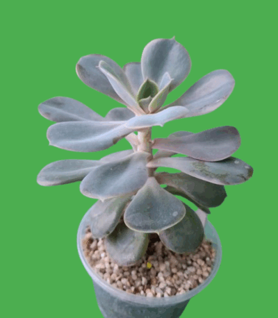 Echeveria 'Perle von Nürnberg' - Зображення 2