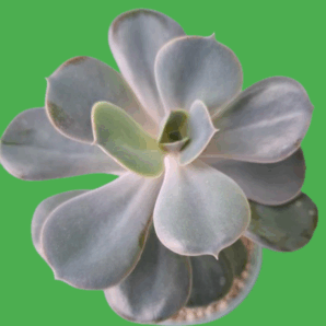 Echeveria 'Perle von Nürnberg'