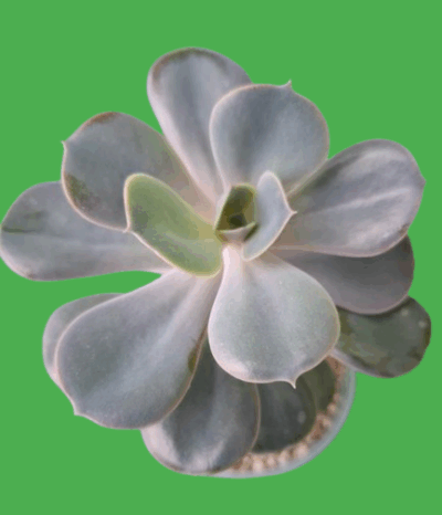Echeveria 'Perle von Nürnberg'
