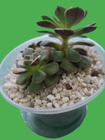 Echeveria Joan Daniel - Зображення 2