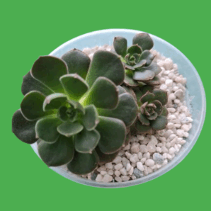 Echeveria Joan Daniel
