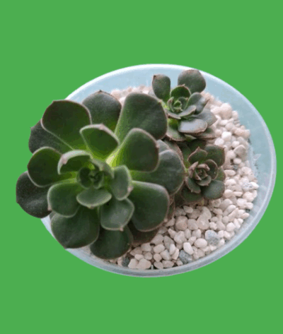 Echeveria Joan Daniel