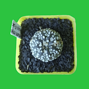 Astrophytum asterias cv. Super Kabuto, діаметр горщика 5 см. 100 грн