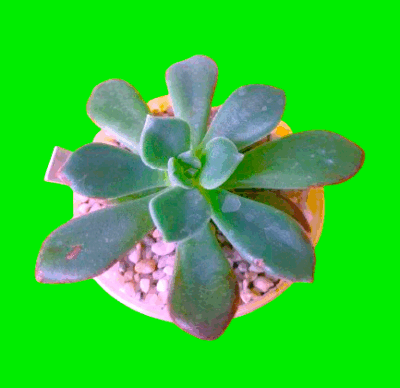 Echeveria pulvinata Ruby hybr.
