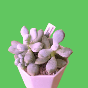 Pachyphytum glutinicaule moran