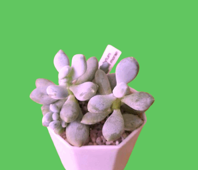 Pachyphytum glutinicaule moran