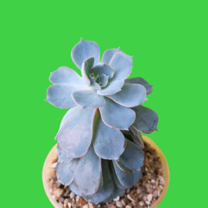 Echeveria subsessilis, діаметр горщика 9 см. 60 грн