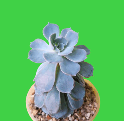 Echeveria subsessilis, діаметр горщика 9 см. 60 грн
