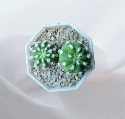 Echinopsis subdenudata, діаметр рослин 3 і 3,5 см - Зображення 2