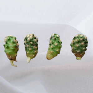 Mammillaria haudeana, молоді пагони