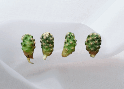 Mammillaria haudeana, молоді пагони