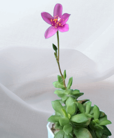 Anacampseros telephiastrum sunrise var., діаметр горщика 7 см - Зображення 2