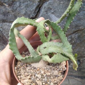 Euphorbia stellata -горщик-8см-каудексальний вид-
