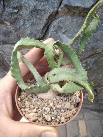 Euphorbia stellata -горщик-8см-каудексальний вид-
