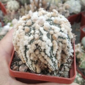 Astrophytum asterias cv."Hanazono"-сіянці-