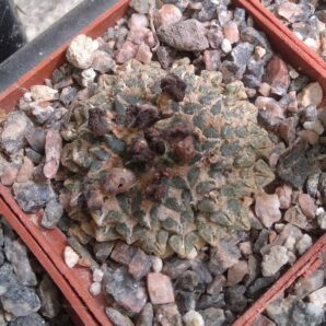 Ariocarpus kotschoubeyanus MZ218 v. neotulensis -25років-своє коріння- cube-6cm-