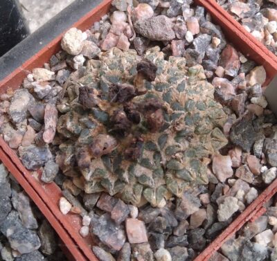 Ariocarpus kotschoubeyanus MZ218 v. neotulensis -25років-своє коріння- cube-6cm-