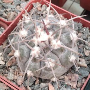 Gymnocalycium glaucum VS48 -cube-7cm-повільний у рості-
