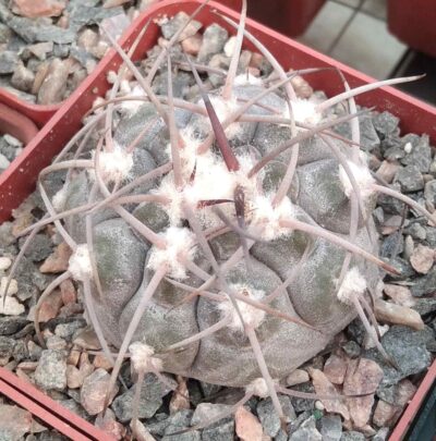 Gymnocalycium glaucum VS48 -cube-7cm-повільний у рості-