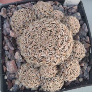 Sulcorebutia albissima HS106 -cube-7cm- 800