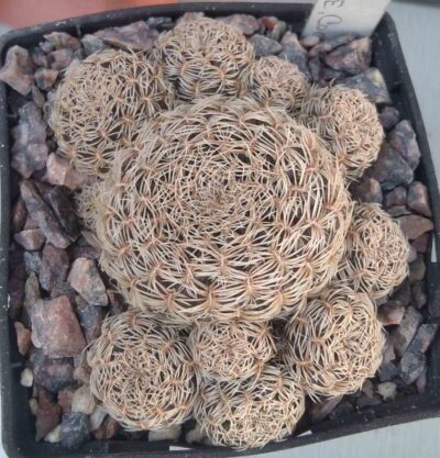 Sulcorebutia albissima HS106 -cube-7cm- 800