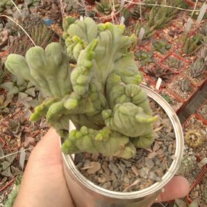Cereus bridgesii f. monstrosa -горщик-8см-
