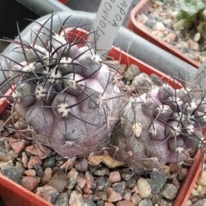 Copiapoa griseo-vilacea -Cerro Pintadas- cube-7cm-двійня-щеплена- 700