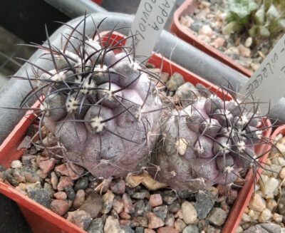 Copiapoa griseo-vilacea -Cerro Pintadas- cube-7cm-двійня-щеплена- 700