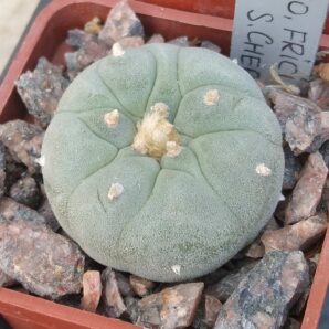 Lophophora frichii -cube-5cm-гарна блакитна форма з яскравою квіткою-