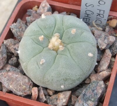 Lophophora frichii -cube-5cm-гарна блакитна форма з яскравою квіткою-