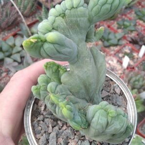 Cereus bridgesii f. monstrosa -горщик-8см-